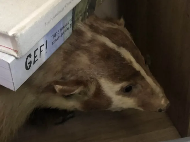 Taxidermy badger with two books on it