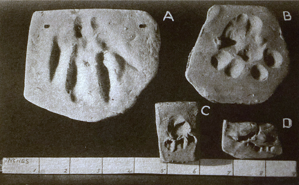 A collection of prints in modeling clay lettered A-D. A is a front paw with fingers extended, B is a front paw in 'normal' position, C is a hind paw, D is supposed to be teeth.