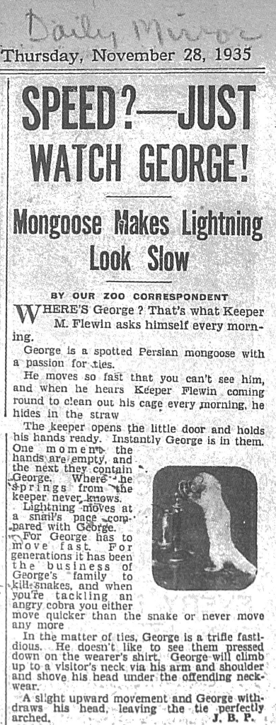 a newspaper article with the date Thursday, November 28, 1935. The headline says says,
SPEED? -JUST WATCH GEORGE!
Mongoose Makes Lightning Look Slow
BY OUR ZOO CORRESPONDENT
The rest of the article reads,
WHERE'S George? That's what Keeper
M. Flewin asks himself every morning.
George is a spotted Persian mongoose with a passion for ties.
He moves so fast that you can't see him,
and when he hears Keeper Flewin coming round to clean out his cage every morning, he hides in the straw
The keeper opens the little door and holds his hands ready. Instantly George is in them.
One moment the hands are empty, and the next they contain George. Where he springs from the keeper never knows.
Lightning moves at a snail's pace compared with George.
For George has to move fast.
For generations it has been the business of George's family to kill snakes, and when you're tackling an angry cobra you either move quicker than the snake or never move any more
In the matter of ties, George is a trifle fastidious. He doesn't like to see them pressed down on the wearer's shirt. George will climb up to a visitor's neck via his arm and shoulder and shove his head under the offending neckwear. A slight upward movement and George withdraws his head, leaving the tie perfectly arched.