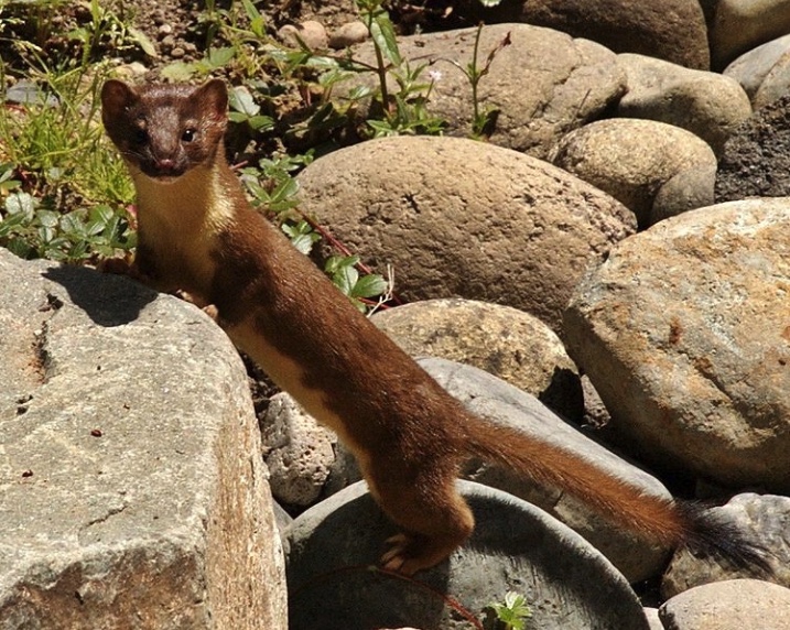 jpegofalong-tailedweasel